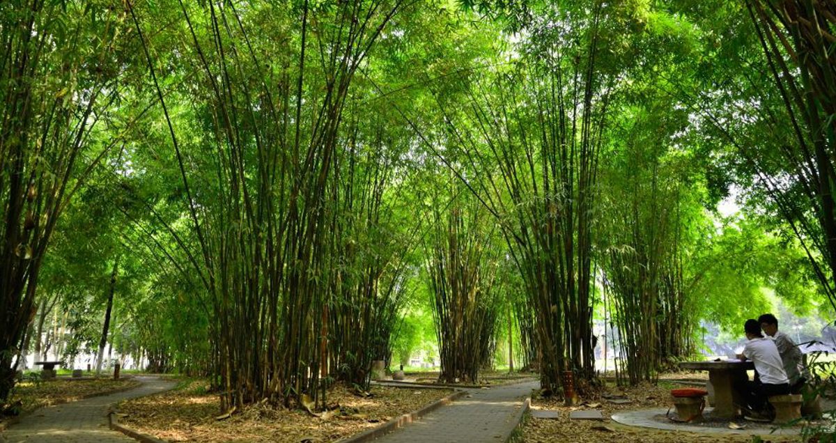五大联赛直播平台风景